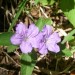 Carolina Wild Petunia